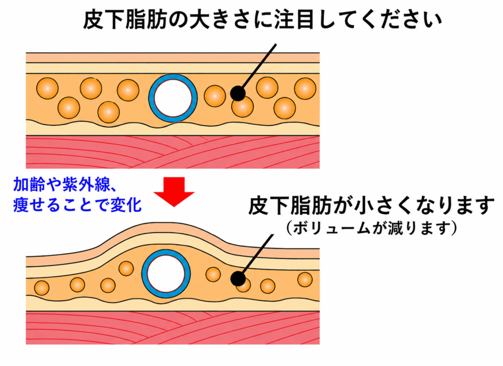 2．手の甲の血管（ハンドベイン）が目立つ原因とは？